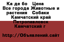 Ка де бо › Цена ­ 25 - Все города Животные и растения » Собаки   . Камчатский край,Петропавловск-Камчатский г.